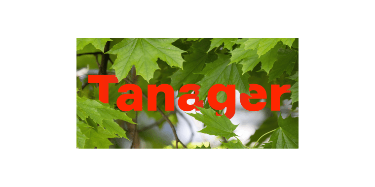 Kinsta Agency Partner: Tanager Creative